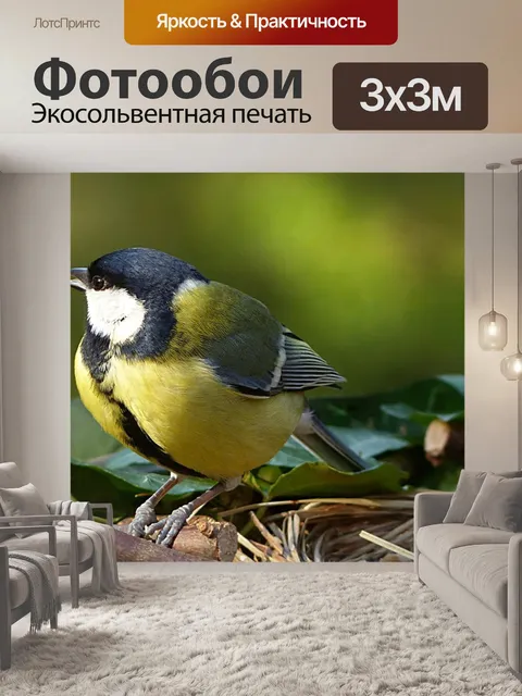 Фотообои Большая синица