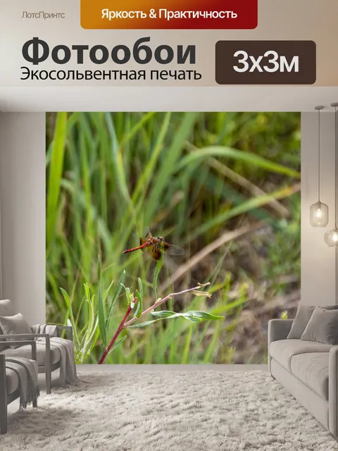 Фотообои стрекоза
