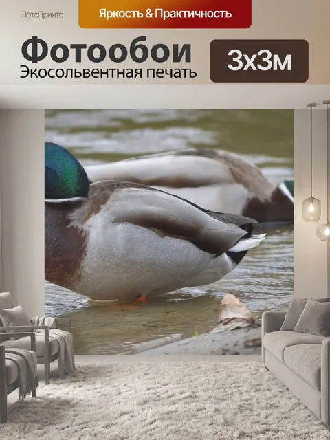 Фотообои Утки