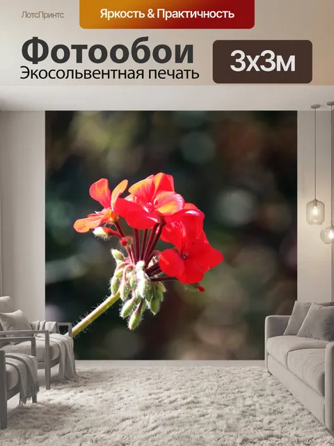Фотообои маленькая красная герань