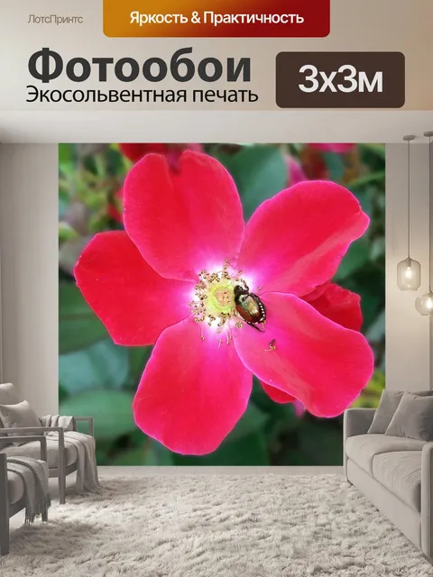 Фотообои Роза