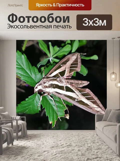 Фотообои Моль