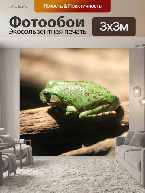 Фотообои Лягушка