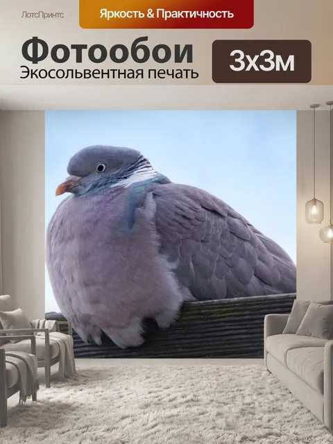 Фотообои Голубь птица оперение город