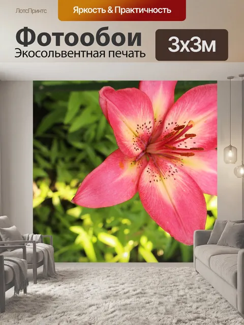 Фотообои Звездочет Лили Красный Розовый