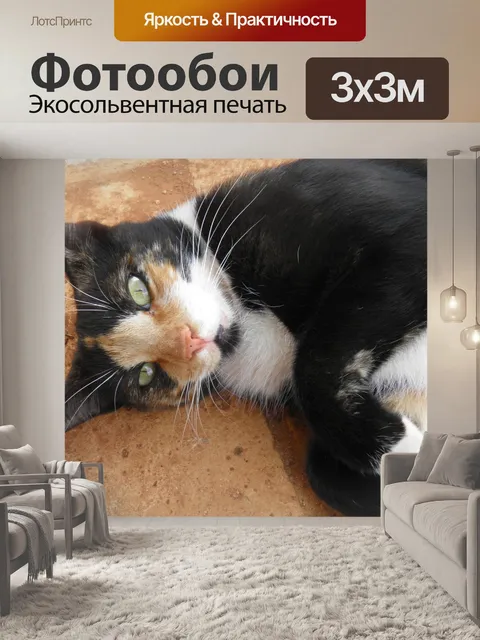Фотообои Кошка