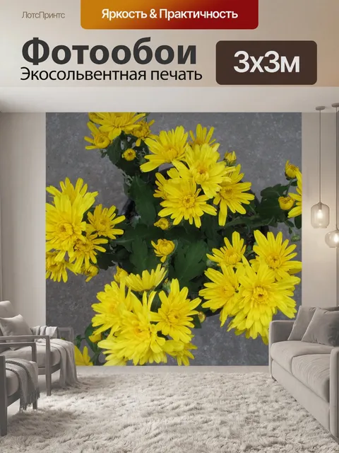 Фотообои Садовые хризантемы