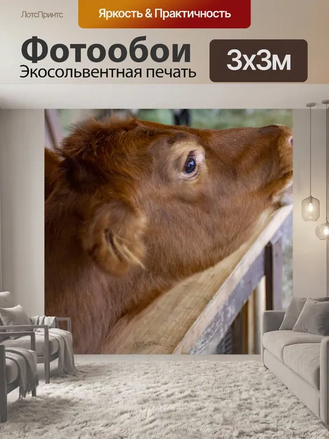 Фотообои Теленок
