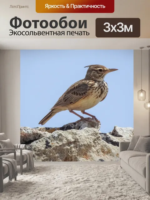 Фотообои Жаворонок