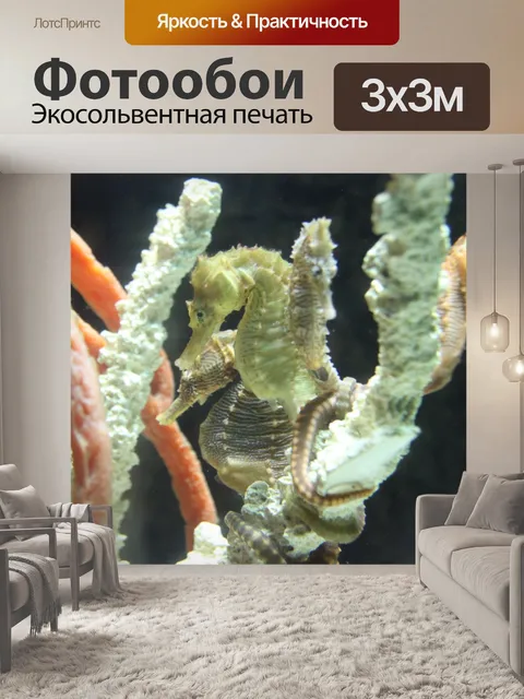 Фотообои Морские коньки