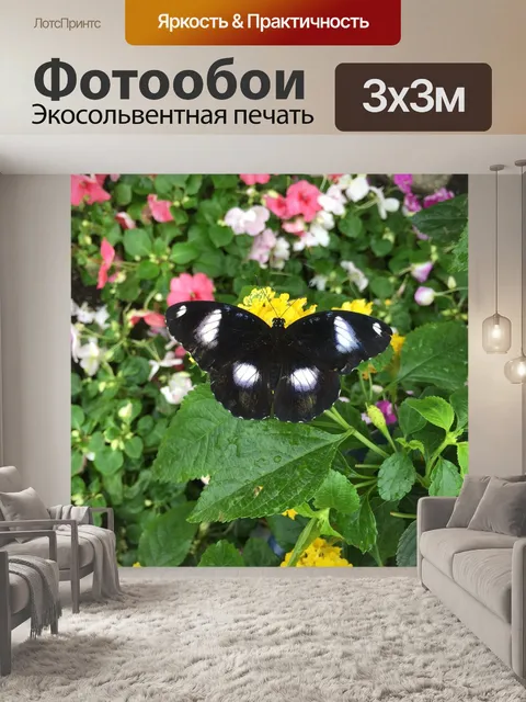 Фотообои Бабочка