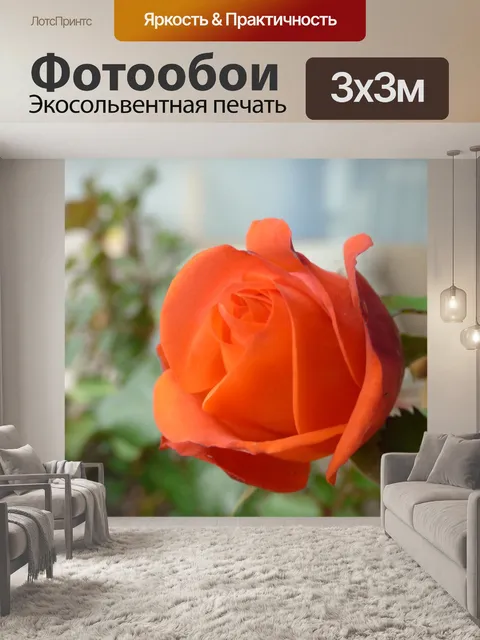 Фотообои Роза