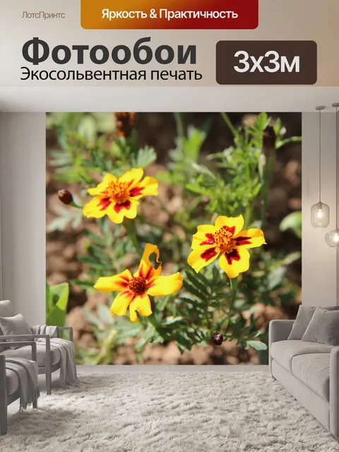 Фотообои Бархатцы