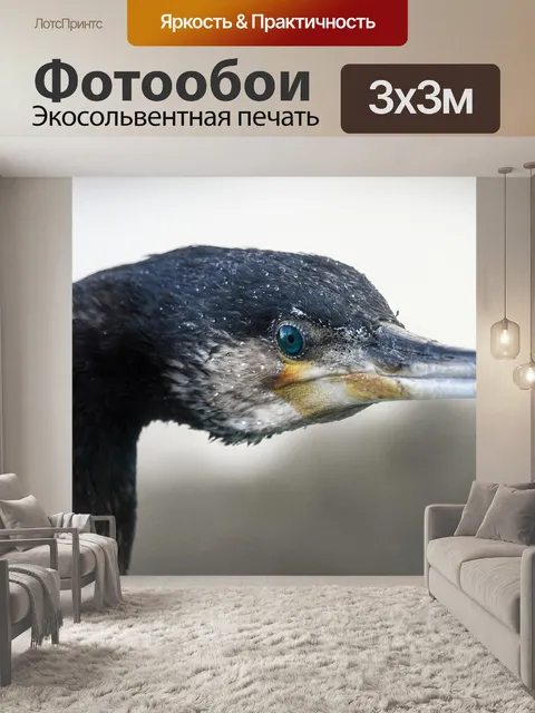Фотообои Баклан