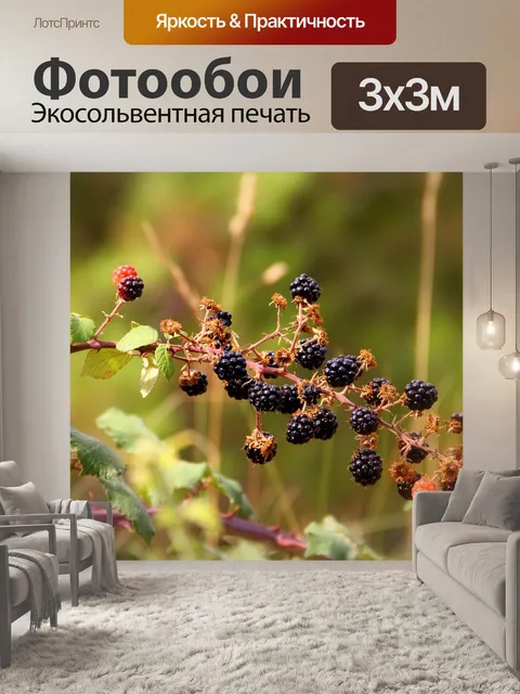 Фотообои Ежевика