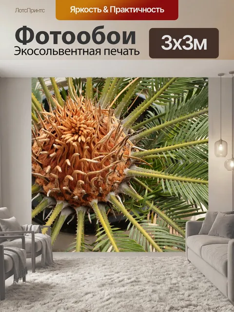 Фотообои Пальма