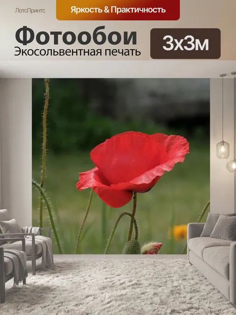 Фотообои Мак, летний цветок