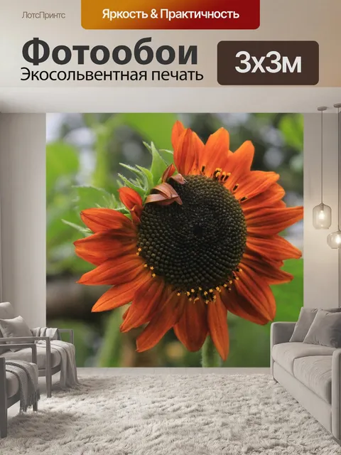 Фотообои Красный цветок солнца