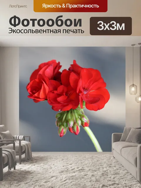 Фотообои Красная Герань Блум крупным планом