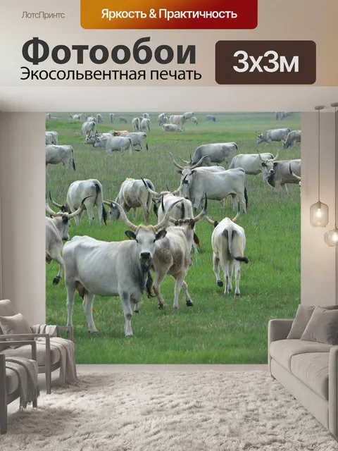 Фотообои Венгерский серый крупного рогатого скота