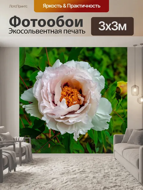 Фотообои Роза