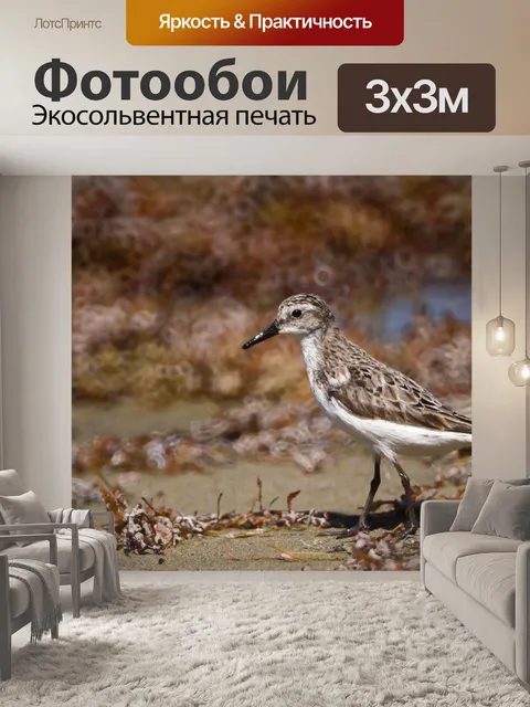 Фотообои Пляж Птица