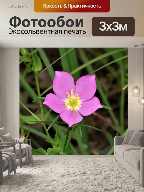 Фотообои Луг розовый полевой цветок крупным плано