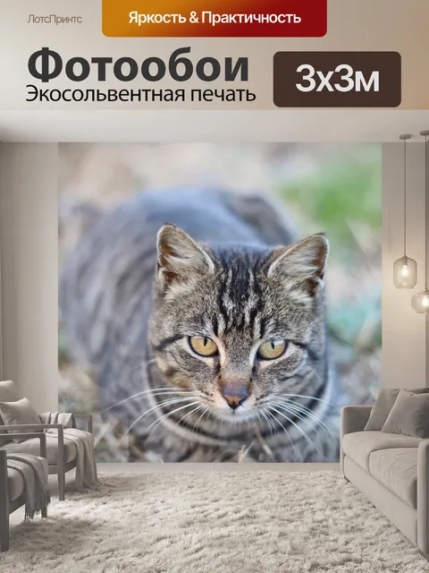 Фотообои Кошка