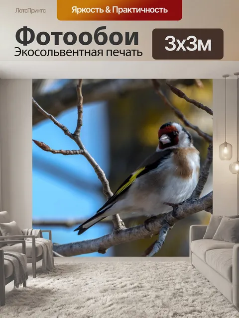 Фотообои Черноголовый щегол