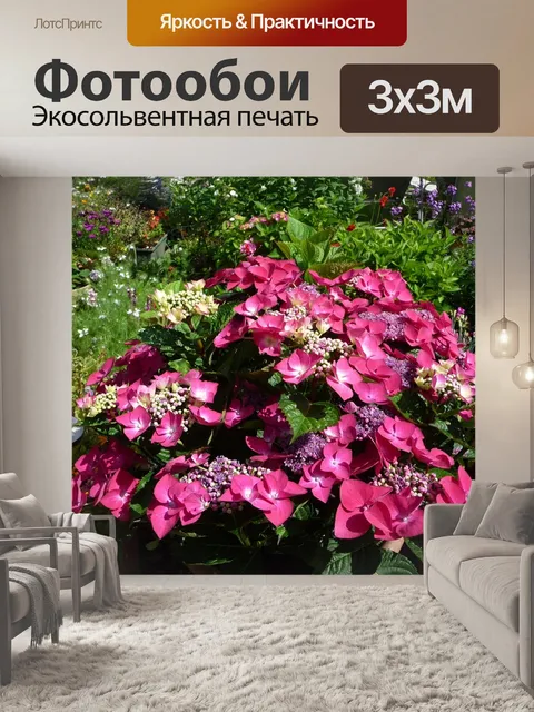 Фотообои Гортензия