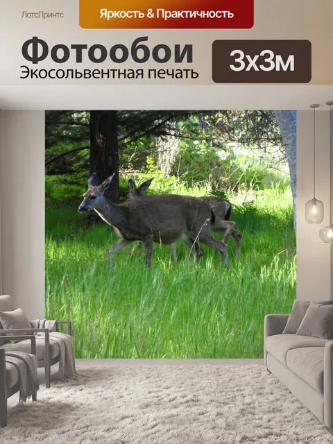 Фотообои Дикий олень на лугу