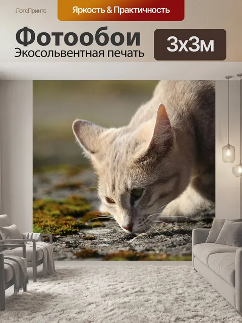 Фотообои Кот