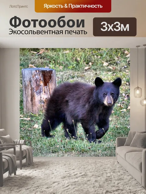 Фотообои Малая медведица