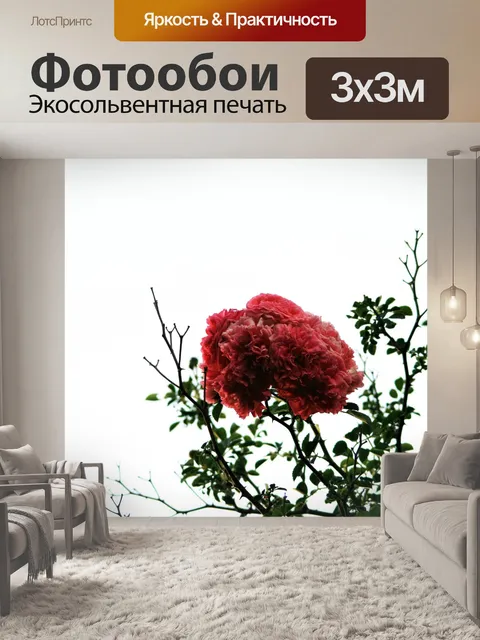 Фотообои Розовая роза на белом фоне