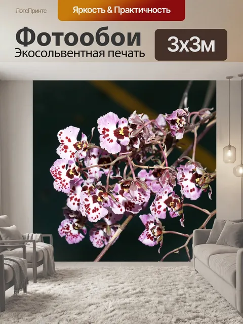 Фотообои Фото цветка орхидеи