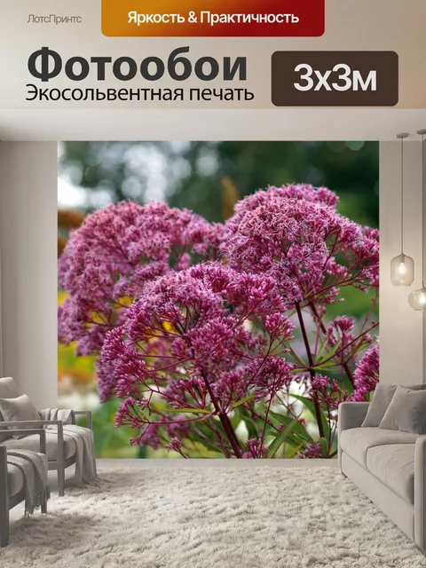 Фотообои Осенние цветы астры распускаются