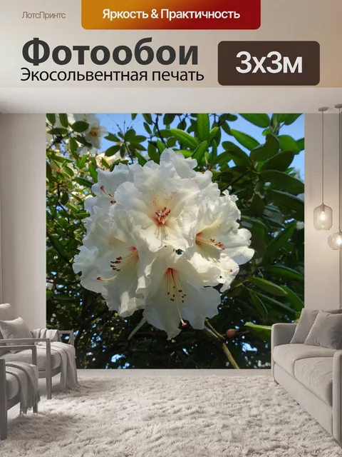 Фотообои белые цветы фото