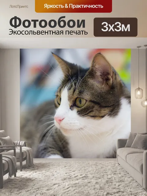 Фотообои Кот