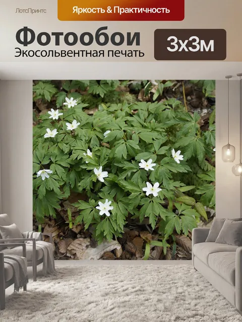 Фотообои Древесные анемоны