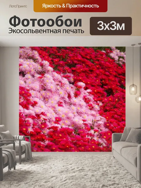 Фотообои Хризантема мацуба