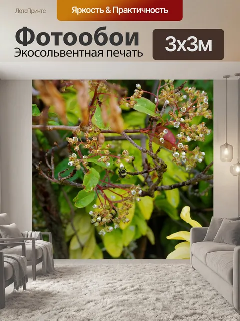 Фотообои Цветы
