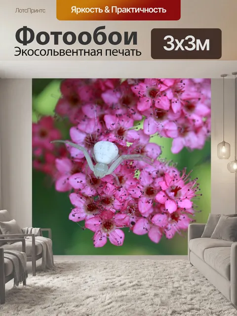 Фотообои Белый Краб паук на Spirea