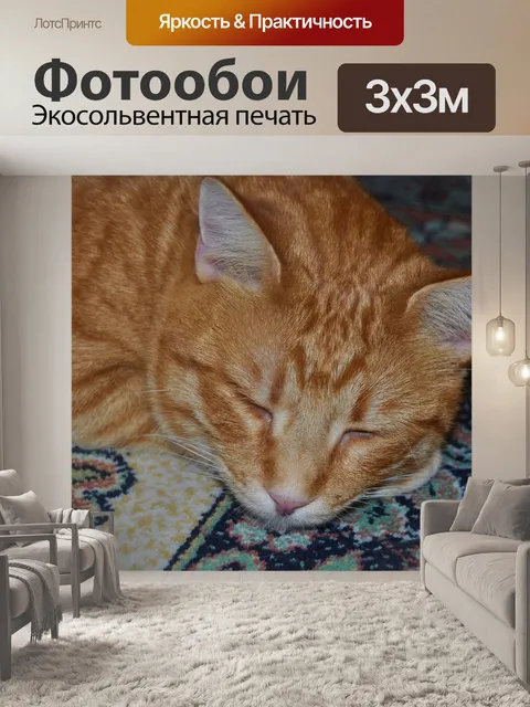 Фотообои Кошка