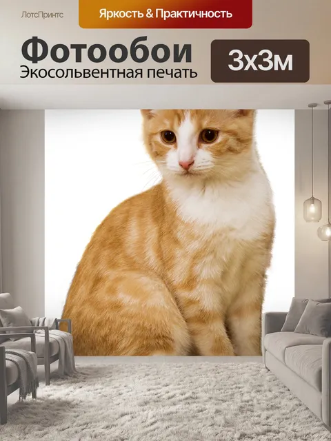 Фотообои Кот