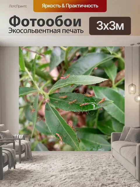 Фотообои Жуки-убийцы