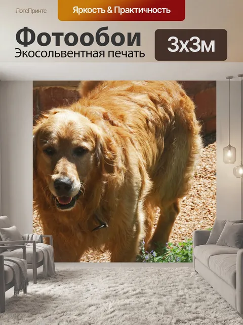 Фотообои золотистый ретривер в солнечном свете