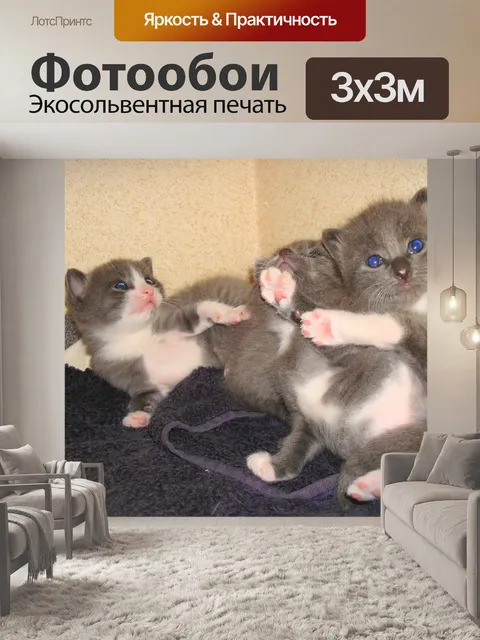 Фотообои Играя котят.
