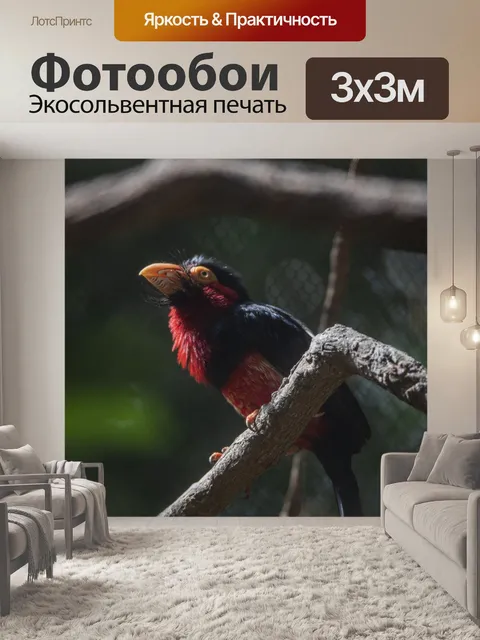 Фотообои Африканская птица