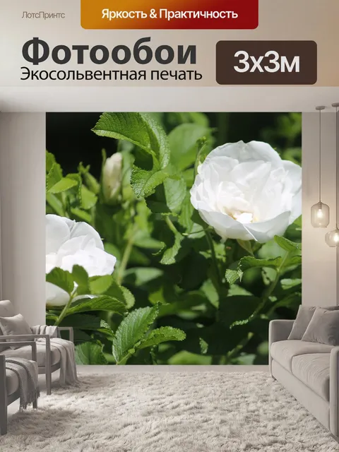 Фотообои Розы