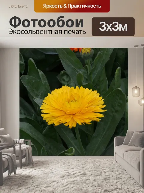 Фотообои Цветок
